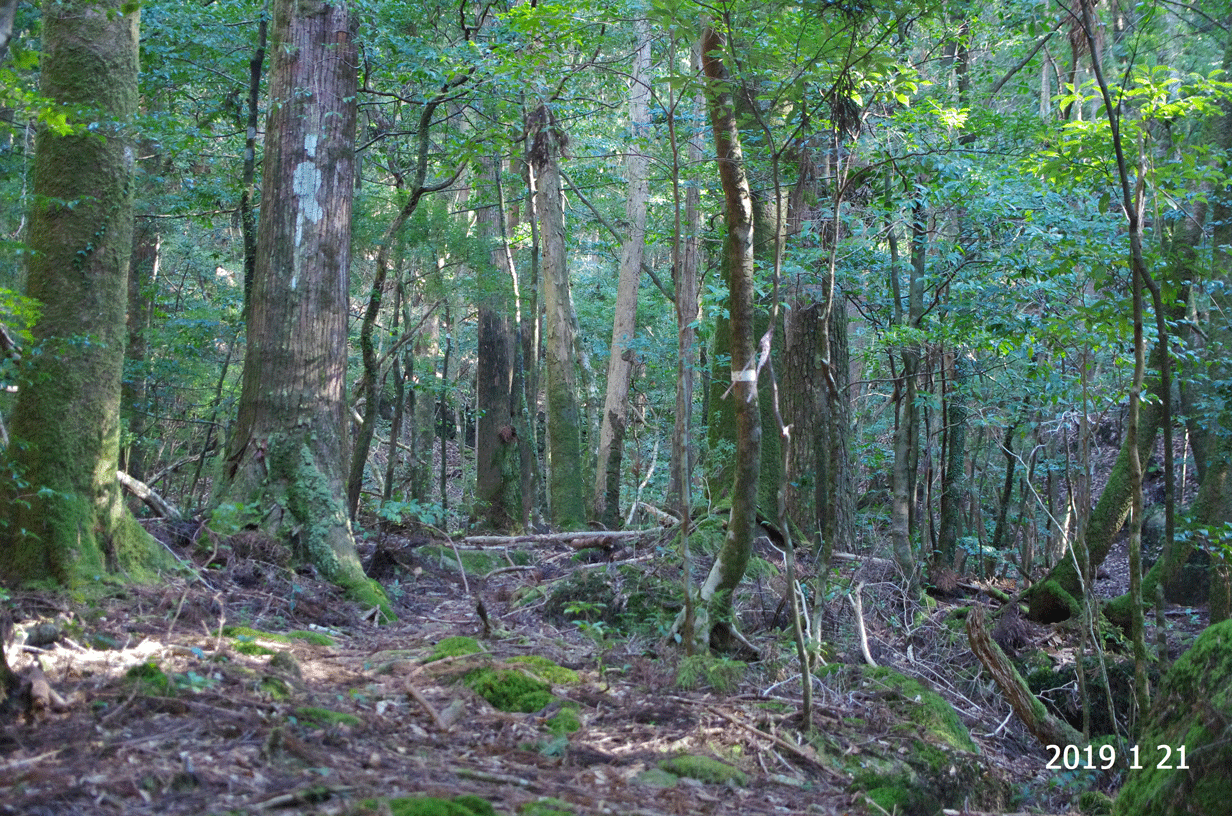 熊野の二次林