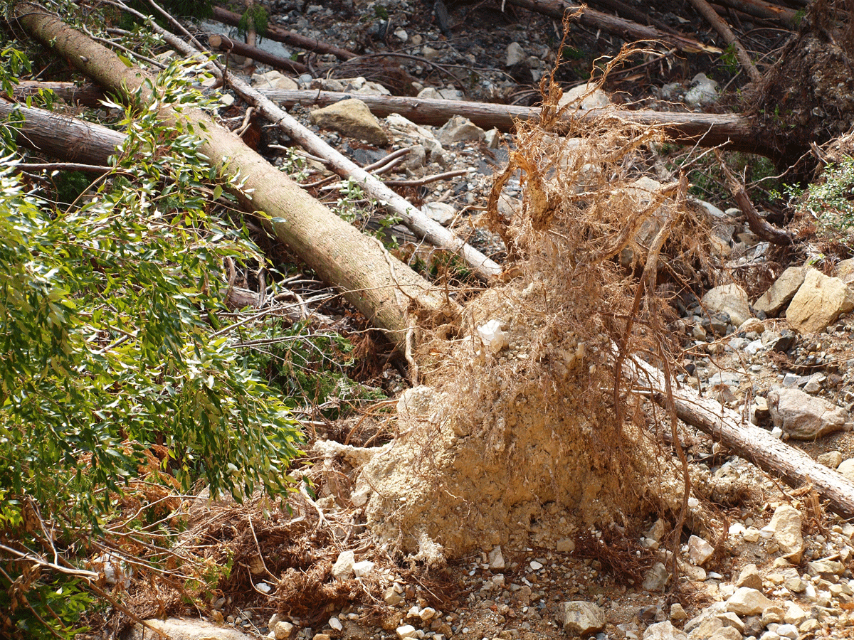 拡大造林で植林した木の根